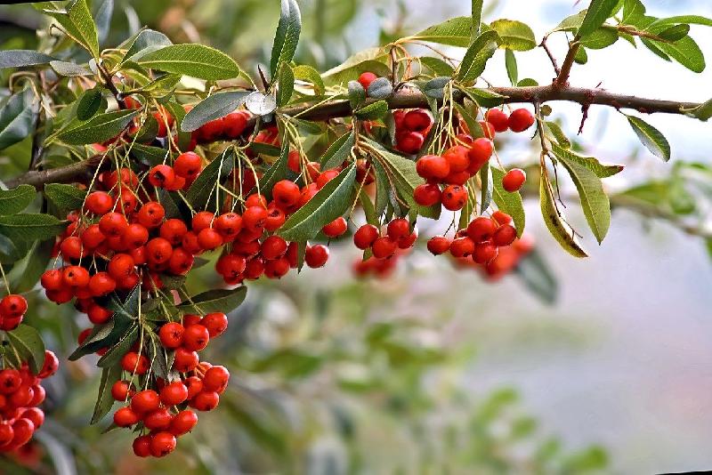 red-berries-8383886_1280.jpg